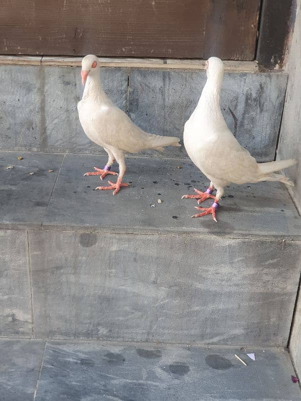 Danish pair urgent sale Mashallah very beautiful pair 5