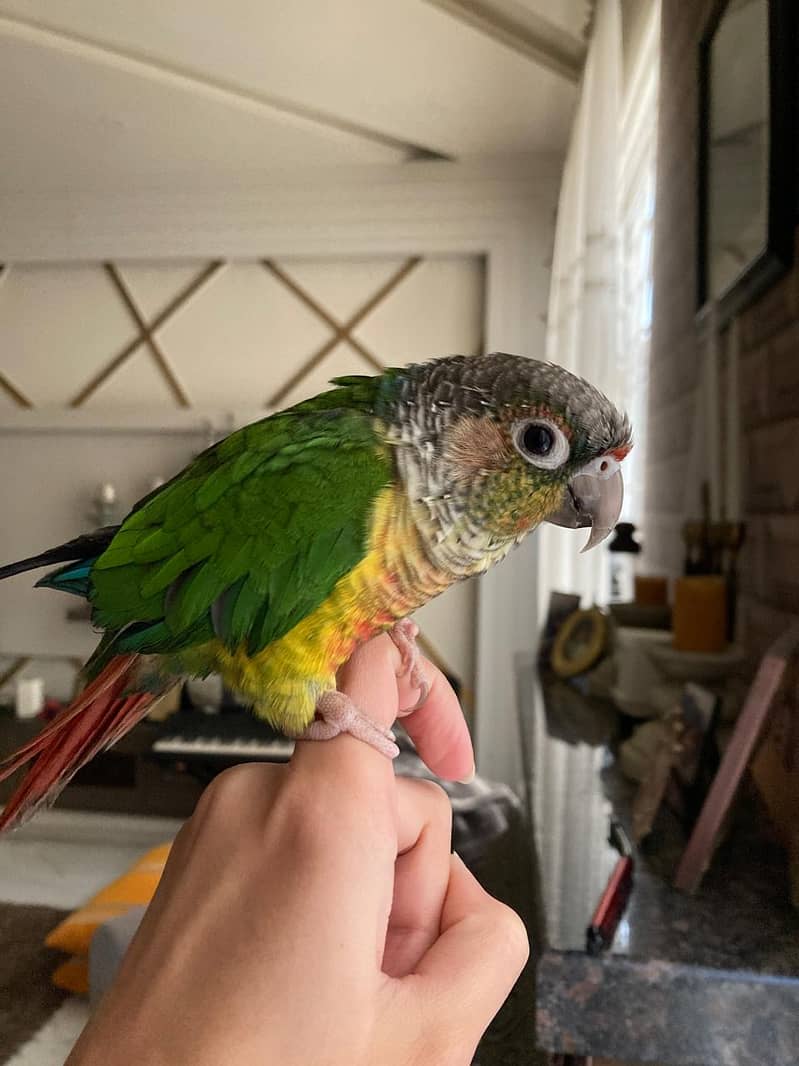 Handtamed Green Cheek Conure | Conure | Parrot 0