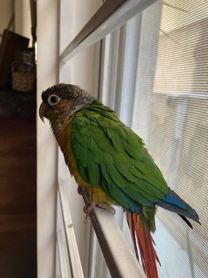 Handtamed Green Cheek Conure | Conure | Parrot 1