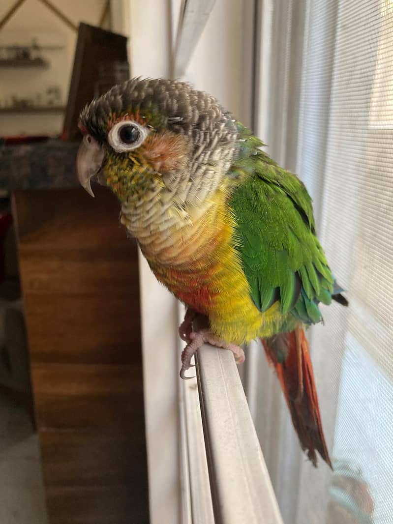 Handtamed Green Cheek Conure | Conure | Parrot 2