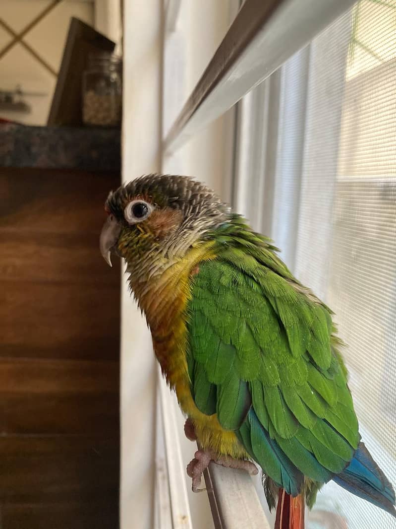 Handtamed Green Cheek Conure | Conure | Parrot 3