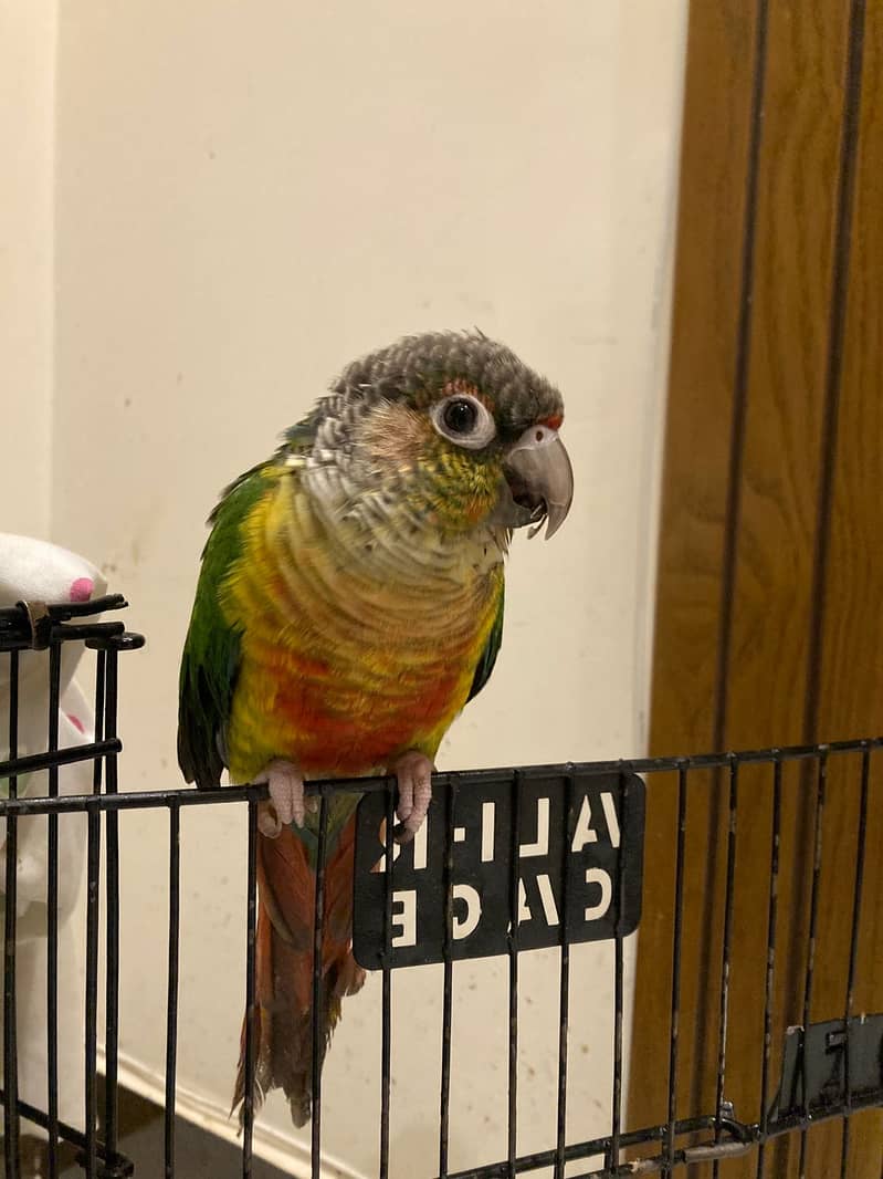 Handtamed Green Cheek Conure | Conure | Parrot 4