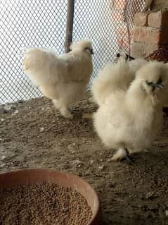 silkie par peace