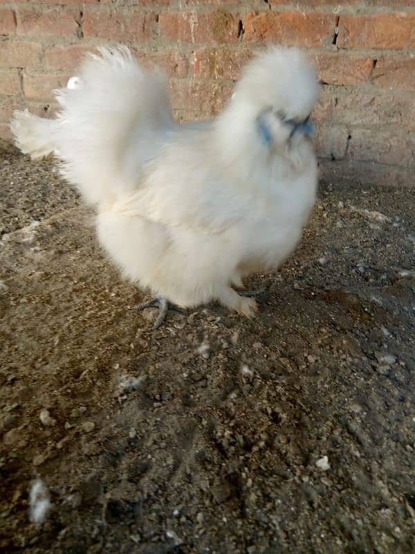 silkie par peace 2