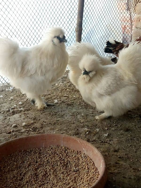 silkie par peace 3