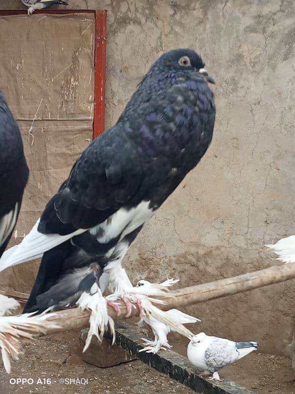 Gubara pigeon 3