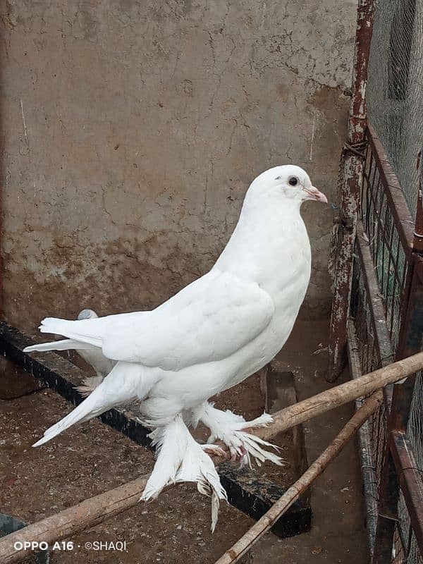 Gubara pigeon 4