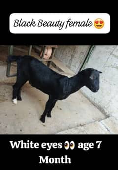Teddi bakri teddy