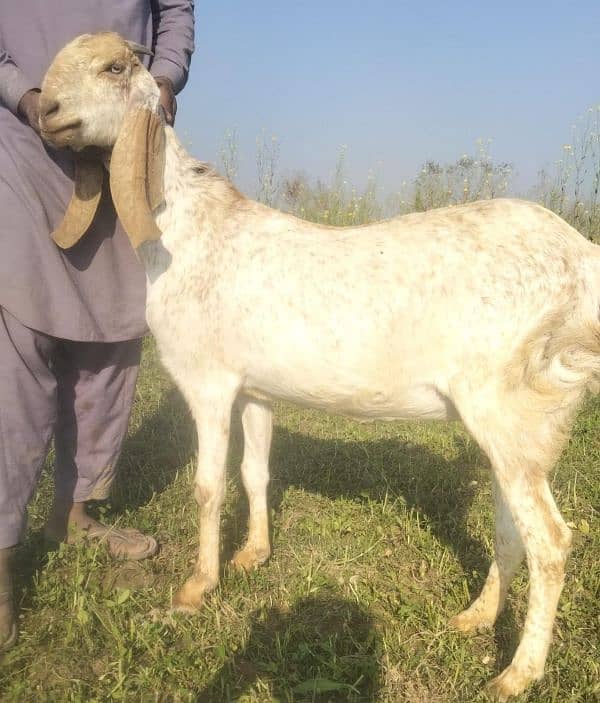 Desi Bakri For Sale Call me _03274139425 0