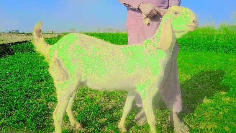 Desi Bakri For Sale Call me _03274139425 1