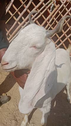 Gabbun Pure White Bakri