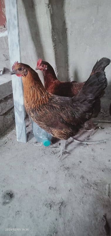 2 female for sale dono egg dete he 0