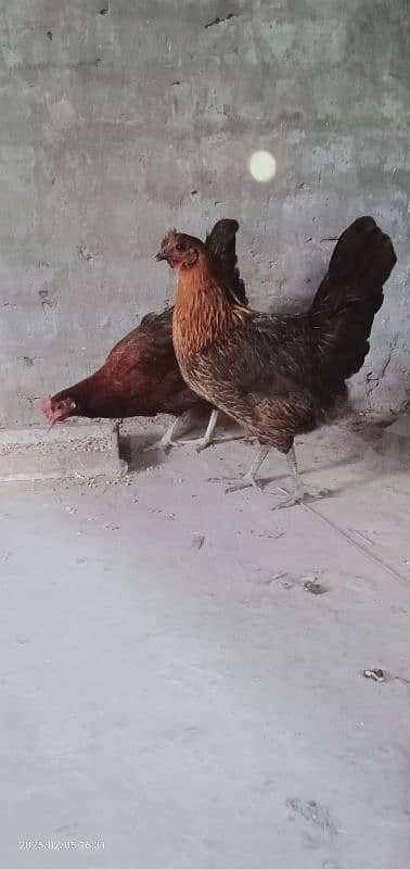 2 female for sale dono egg dete he 2