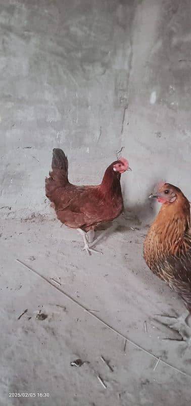 2 female for sale dono egg dete he 3