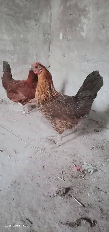 2 female for sale dono egg dete he 4