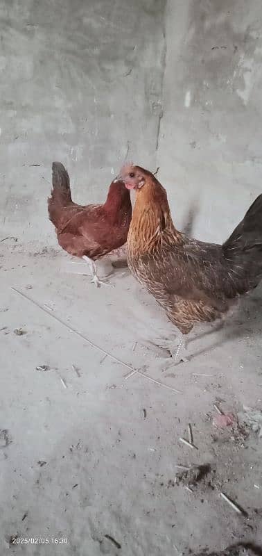 2 female for sale dono egg dete he 5