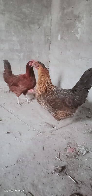 2 female for sale dono egg dete he 6