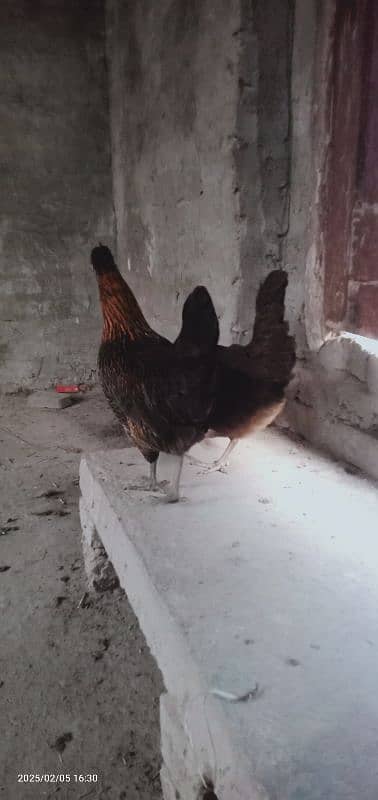 2 female for sale dono egg dete he 7