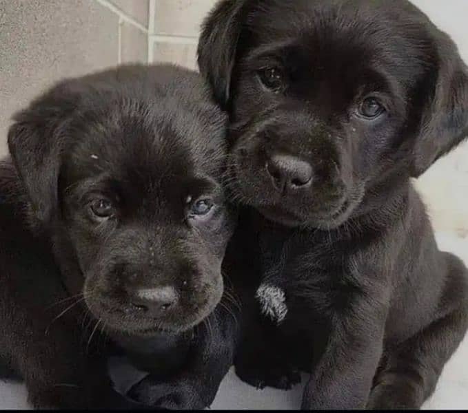 British labrador puppies available for sale 0