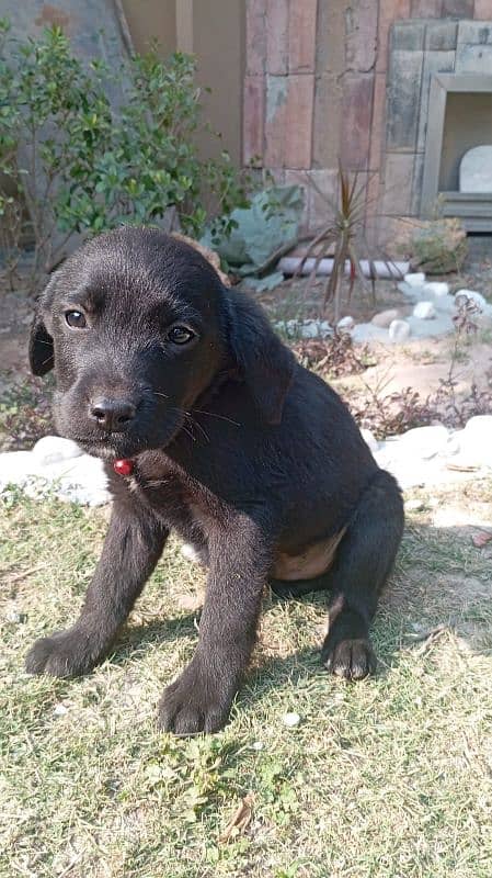 British labrador puppies available for sale 1