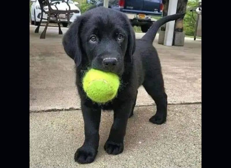 British labrador puppies available for sale 2