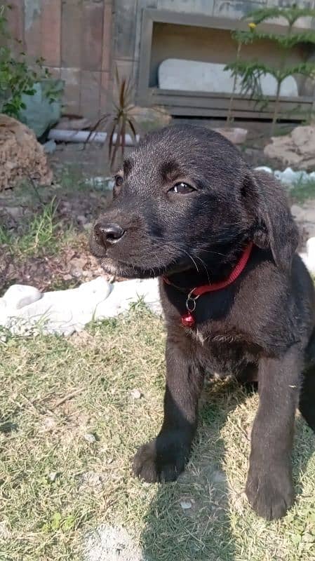 British labrador puppies available for sale 3