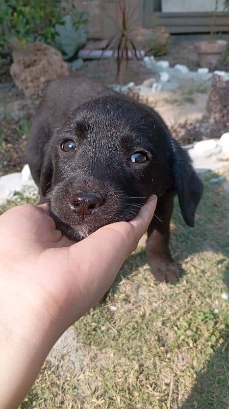 British labrador puppies available for sale 4