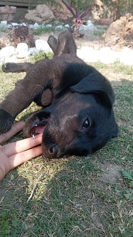 British labrador puppies available for sale 5