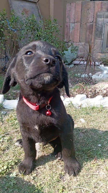 British labrador puppies available for sale 6