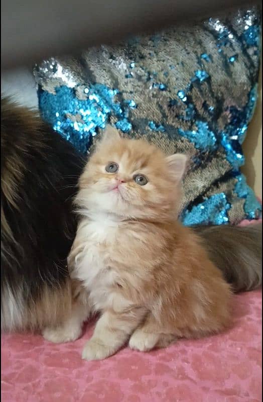 persian kittens female triple coated /punch face available for sale 1