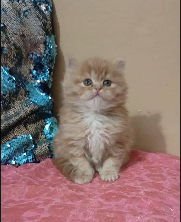 persian kittens female triple coated /punch face available for sale 3