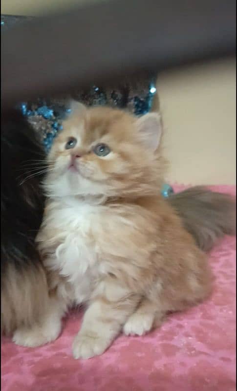 persian kittens female triple coated /punch face available for sale 11