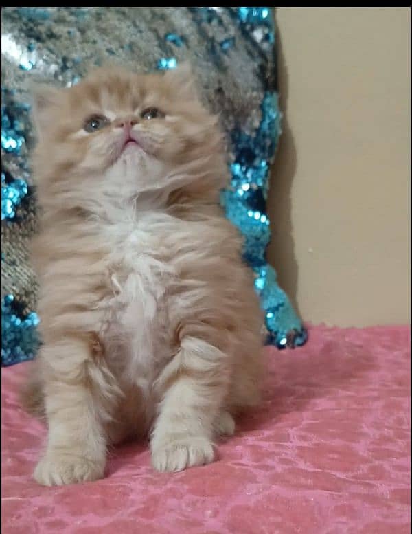 persian kittens female triple coated /punch face available for sale 19