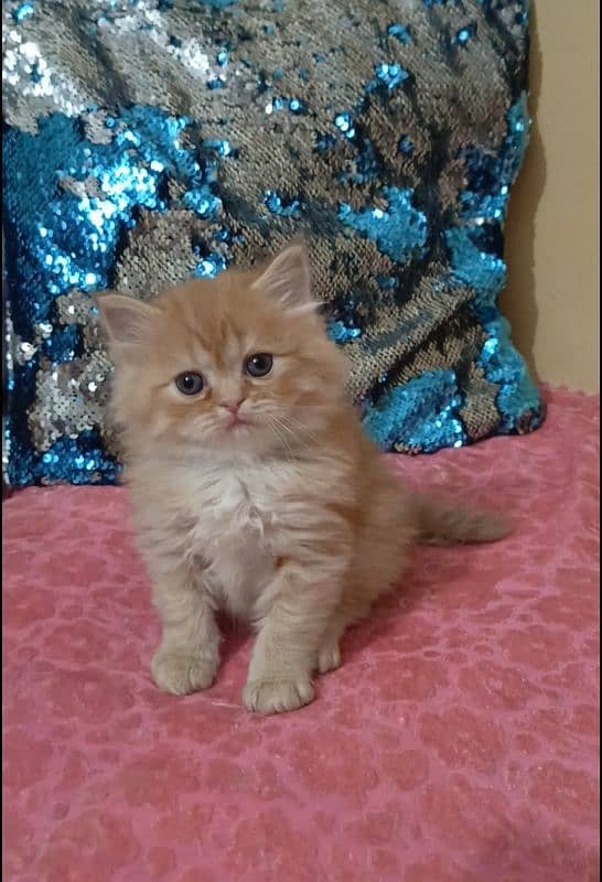 persian kittens female triple coated /punch face available for sale 12