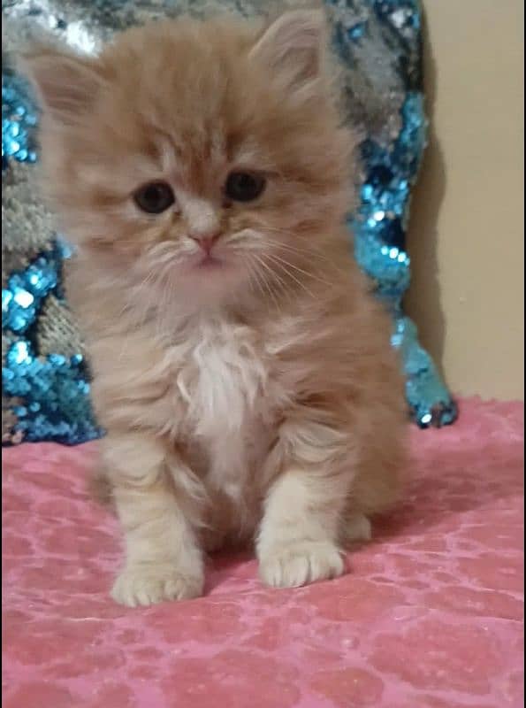 persian kittens female triple coated /punch face available for sale 13