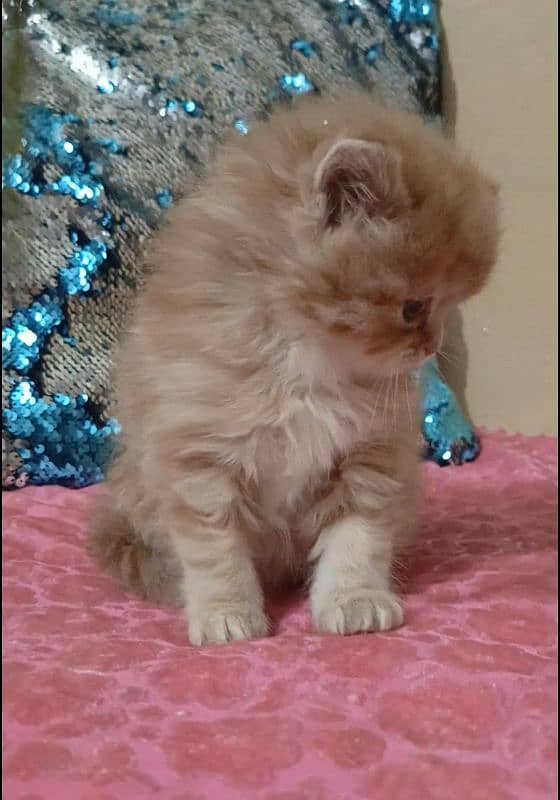 persian kittens female triple coated /punch face available for sale 14