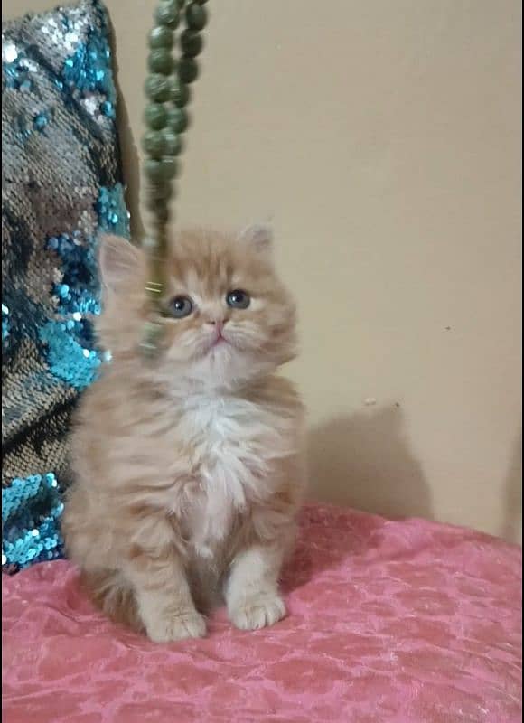 persian kittens female triple coated /punch face available for sale 15