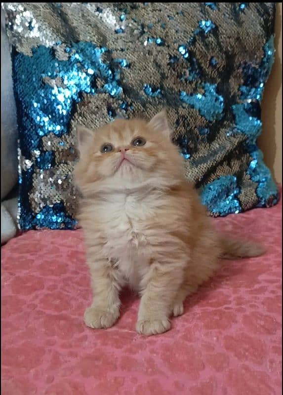 persian kittens female triple coated /punch face available for sale 16