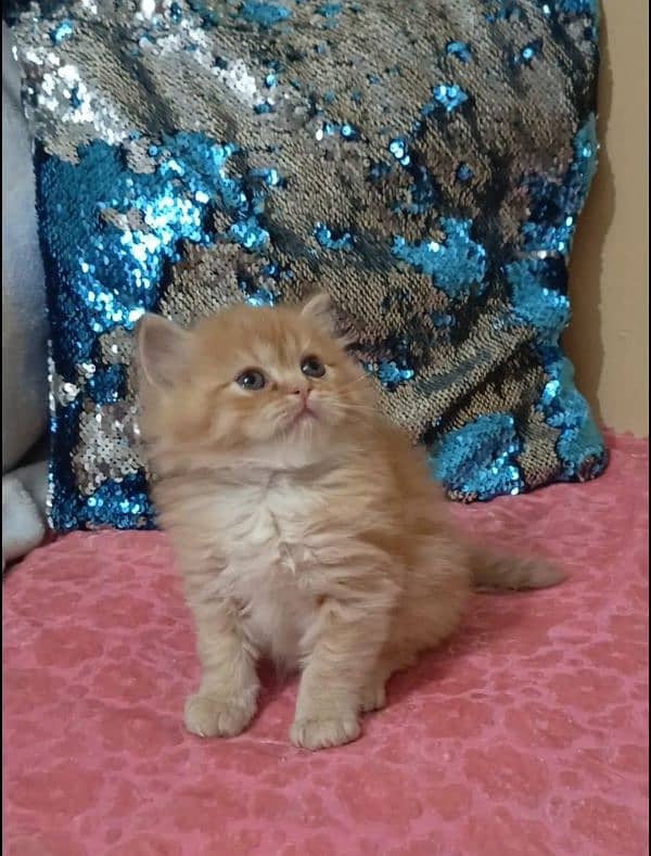 persian kittens female triple coated /punch face available for sale 17