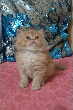 persian kittens female triple coated /punch face available for sale