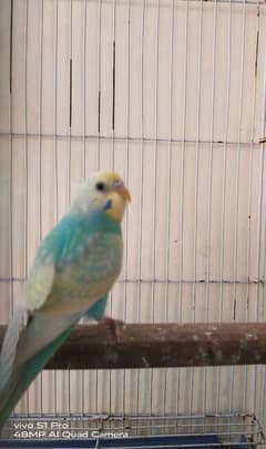 Rainbow budgie /Australian parrots