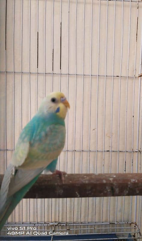 Rainbow budgie /Australian parrots 0