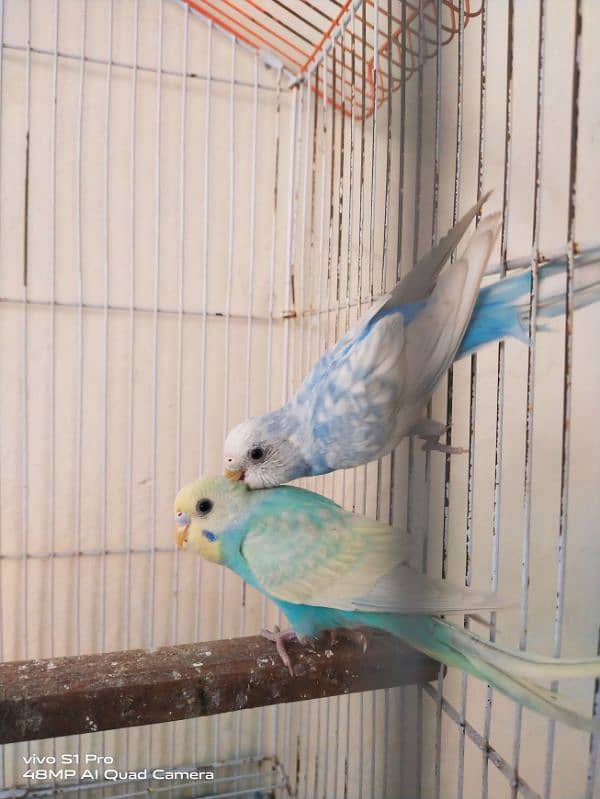 Rainbow budgie /Australian parrots 1