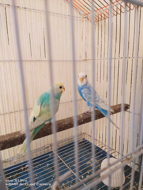 Rainbow budgie /Australian parrots 2