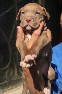 American pitbull pups