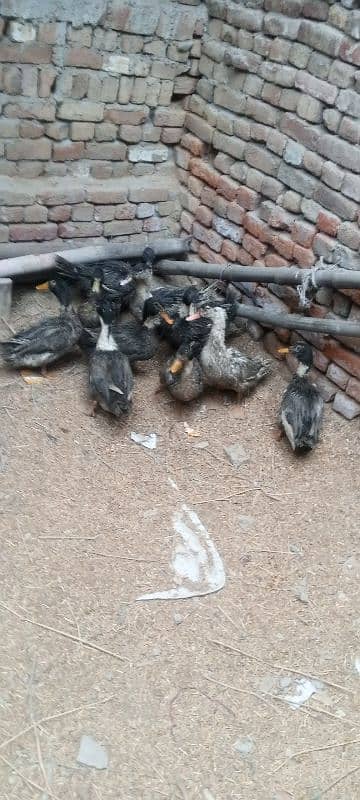 Male Ducks 1