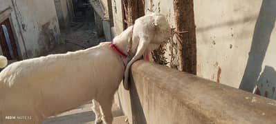 gulabi Bakri full white