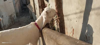 gulabi Bakri full white