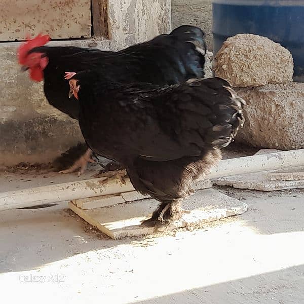 Black bantam Pair 0