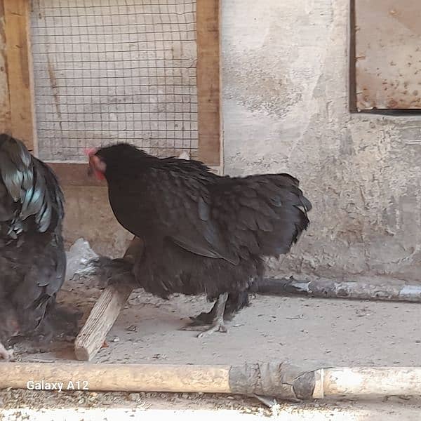 Black bantam Pair 1